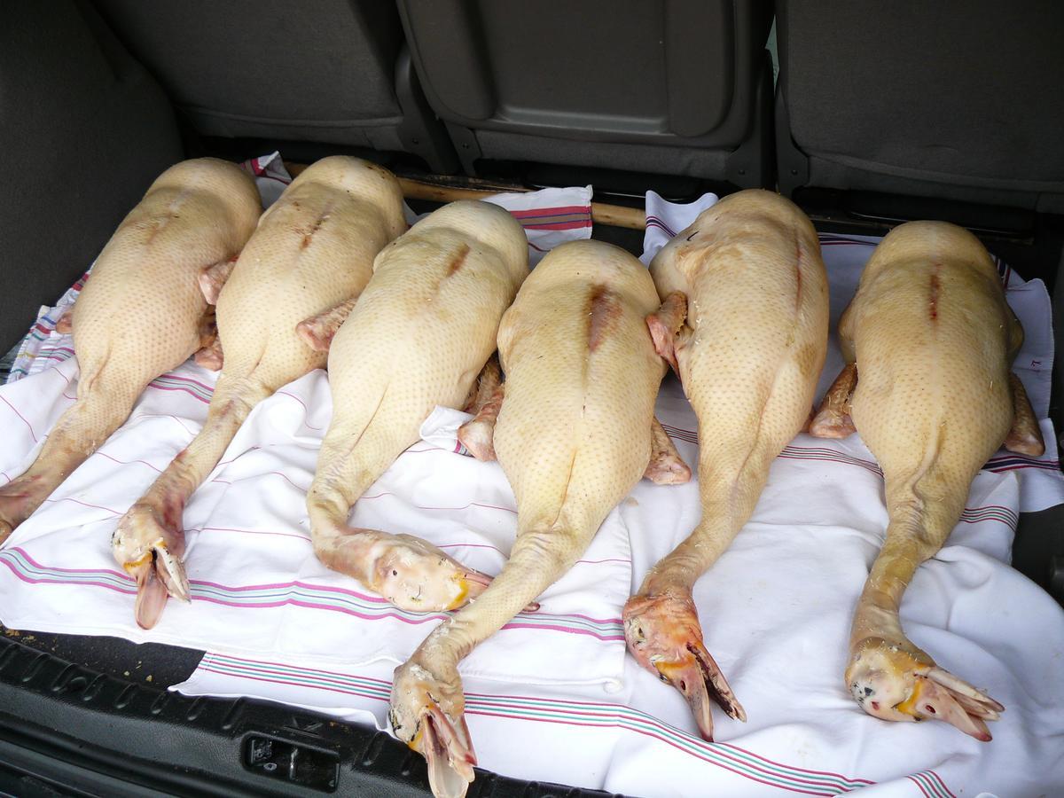 Gite Au Bouzigues Monlaur-Bernet Exterior foto